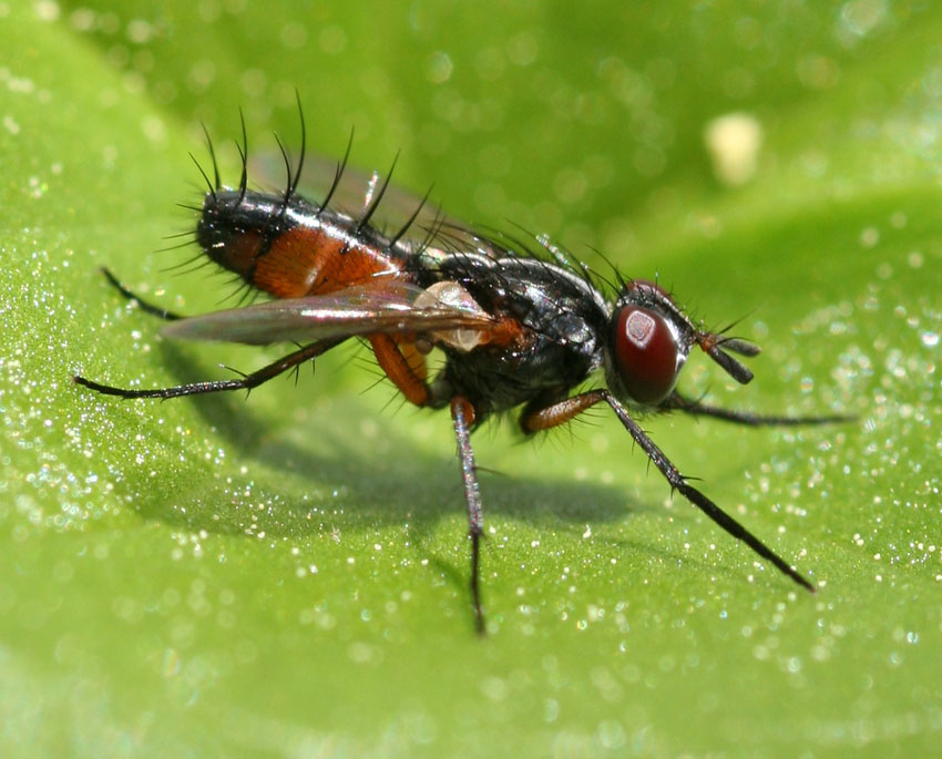 Mintho rufiventris (Tachinidae)